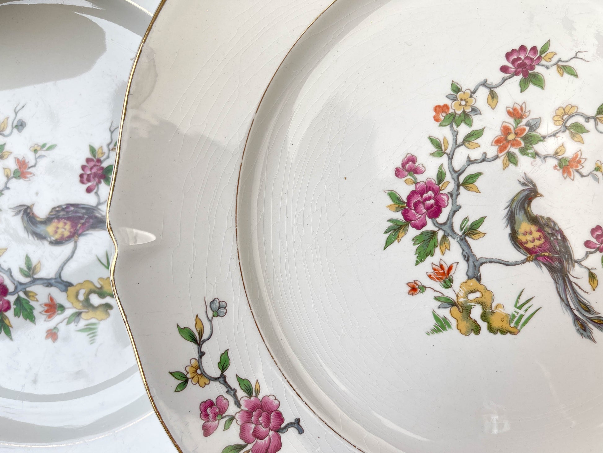8 Assiettes plates en porcelaine Céranord motif oiseau de paradis modèle "REGENCE"