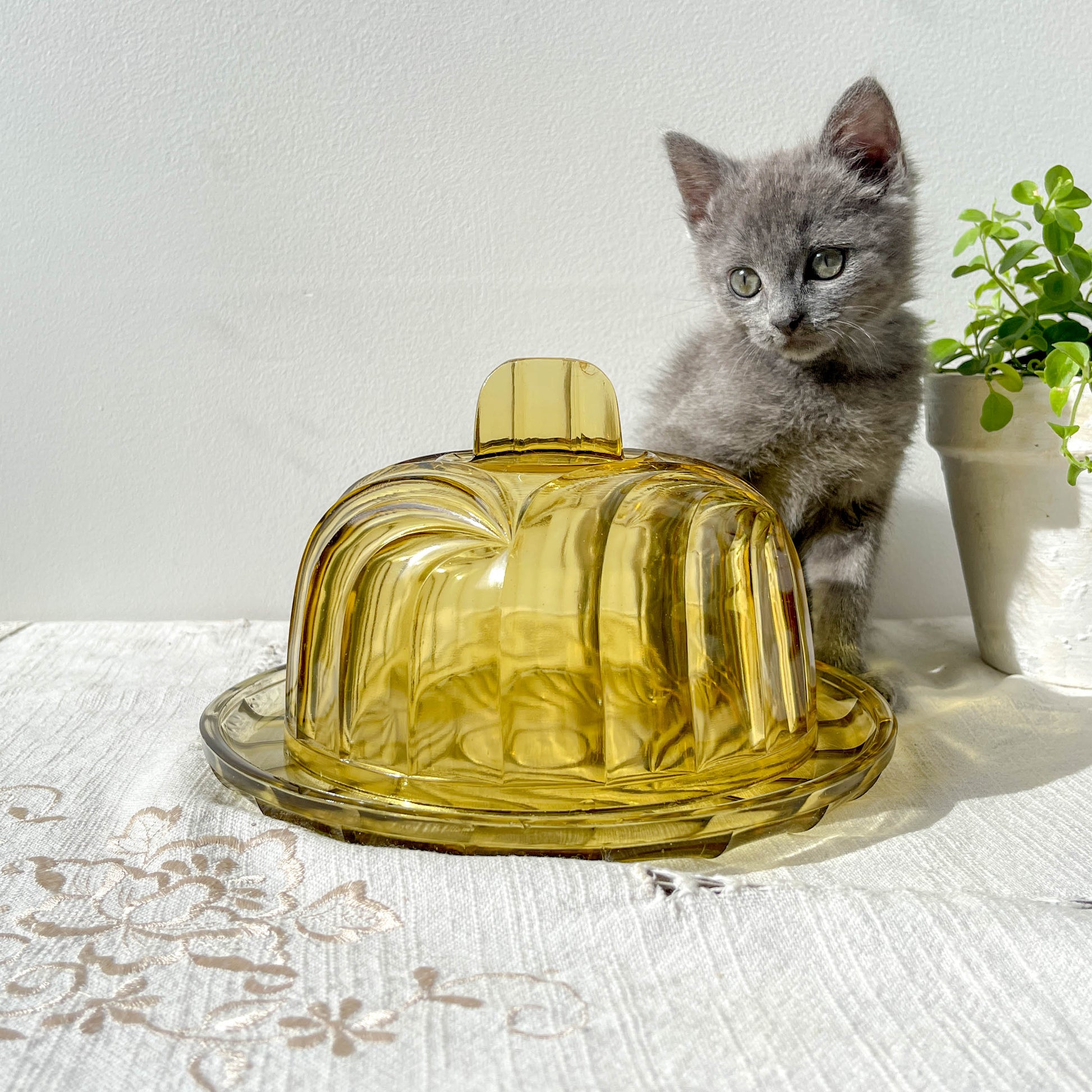 Cloche à fromage en verre ambré vintage – Made in France – Plateau à fromage rétro