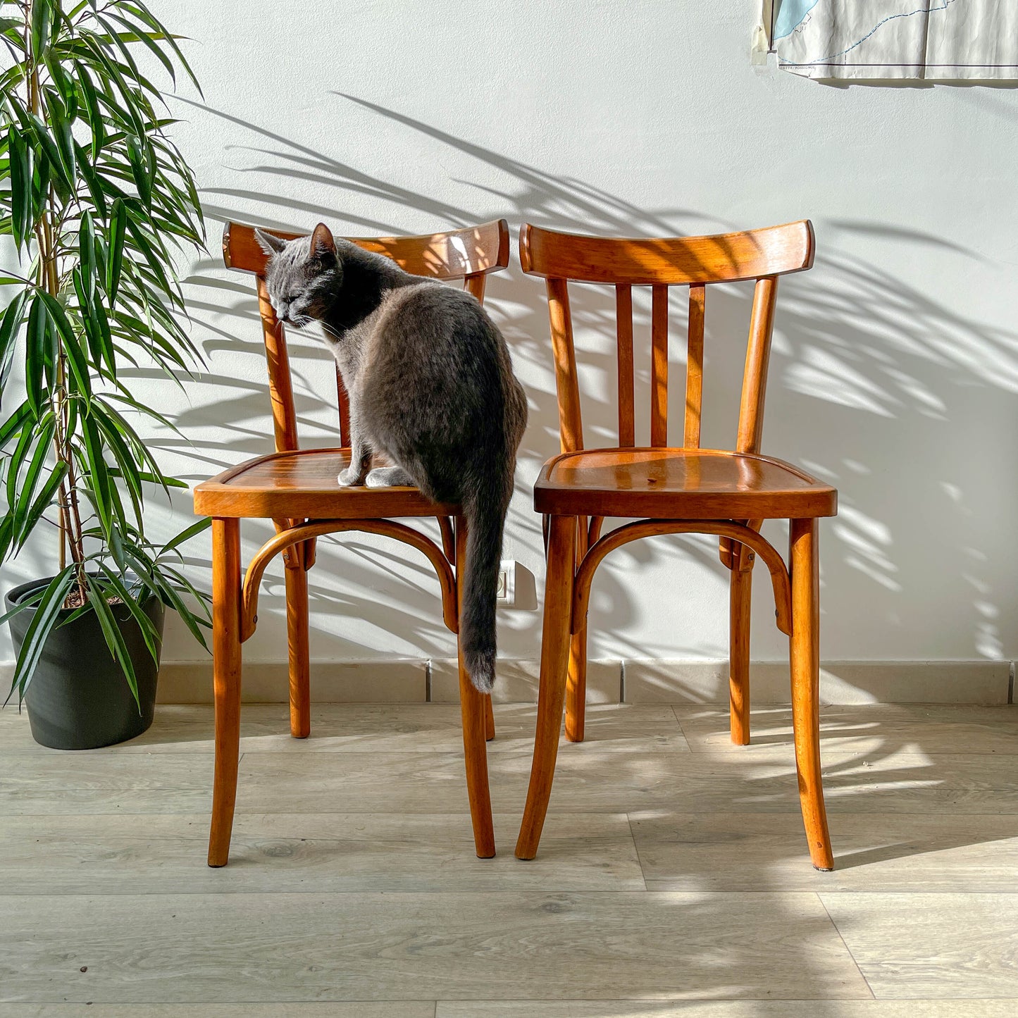 Chaises de Bistrot Baumann Vintage – Années 1960 – Style Industriel Français – Lot ou à l’unité